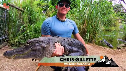 JAWS! Swimming with Gators!