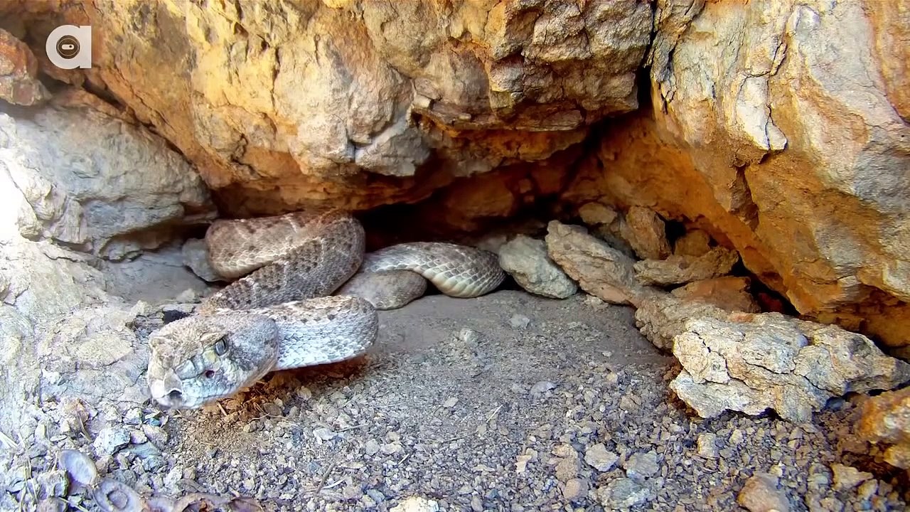 Rattlesnake with Double Fangs!