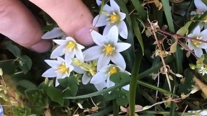 Sakarca Otu Kavurması Nasıl Yapılır