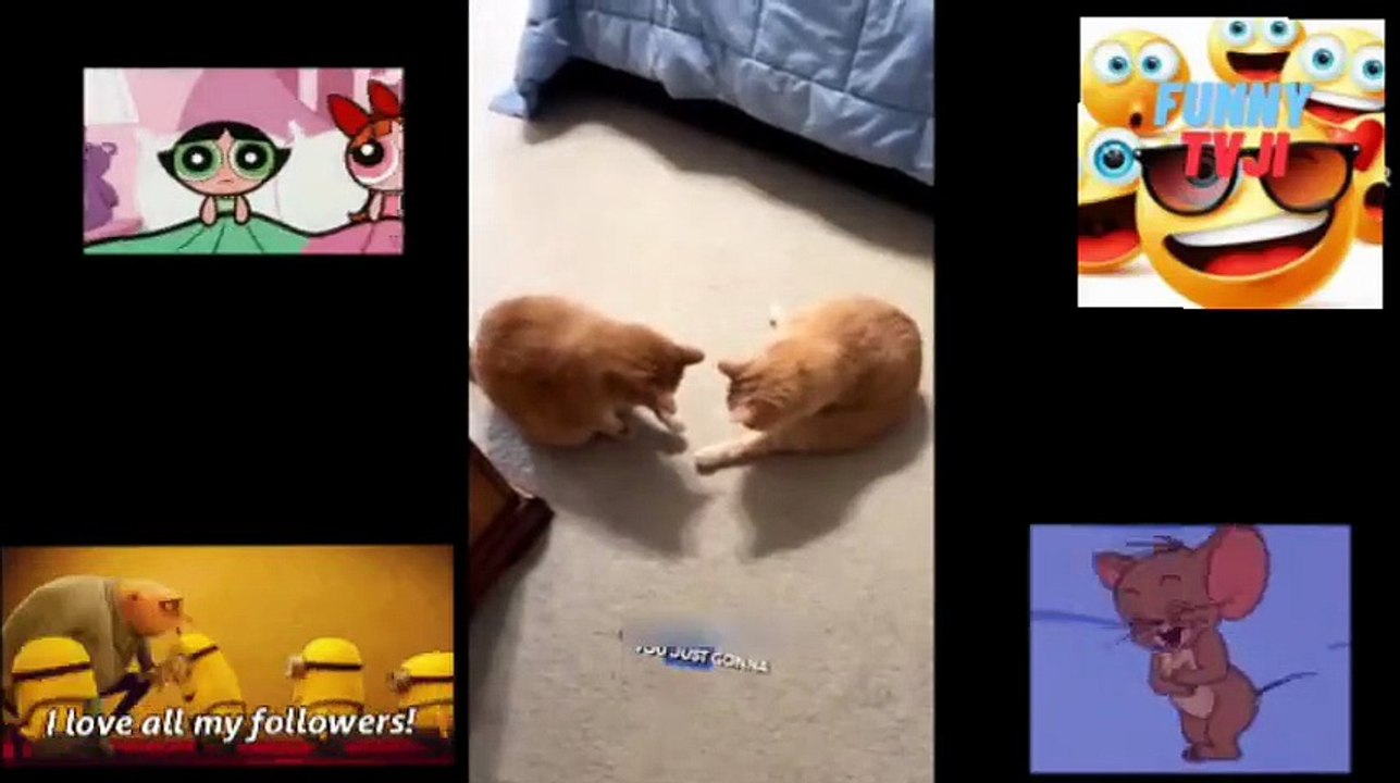 FUNNY ANIMALS 44