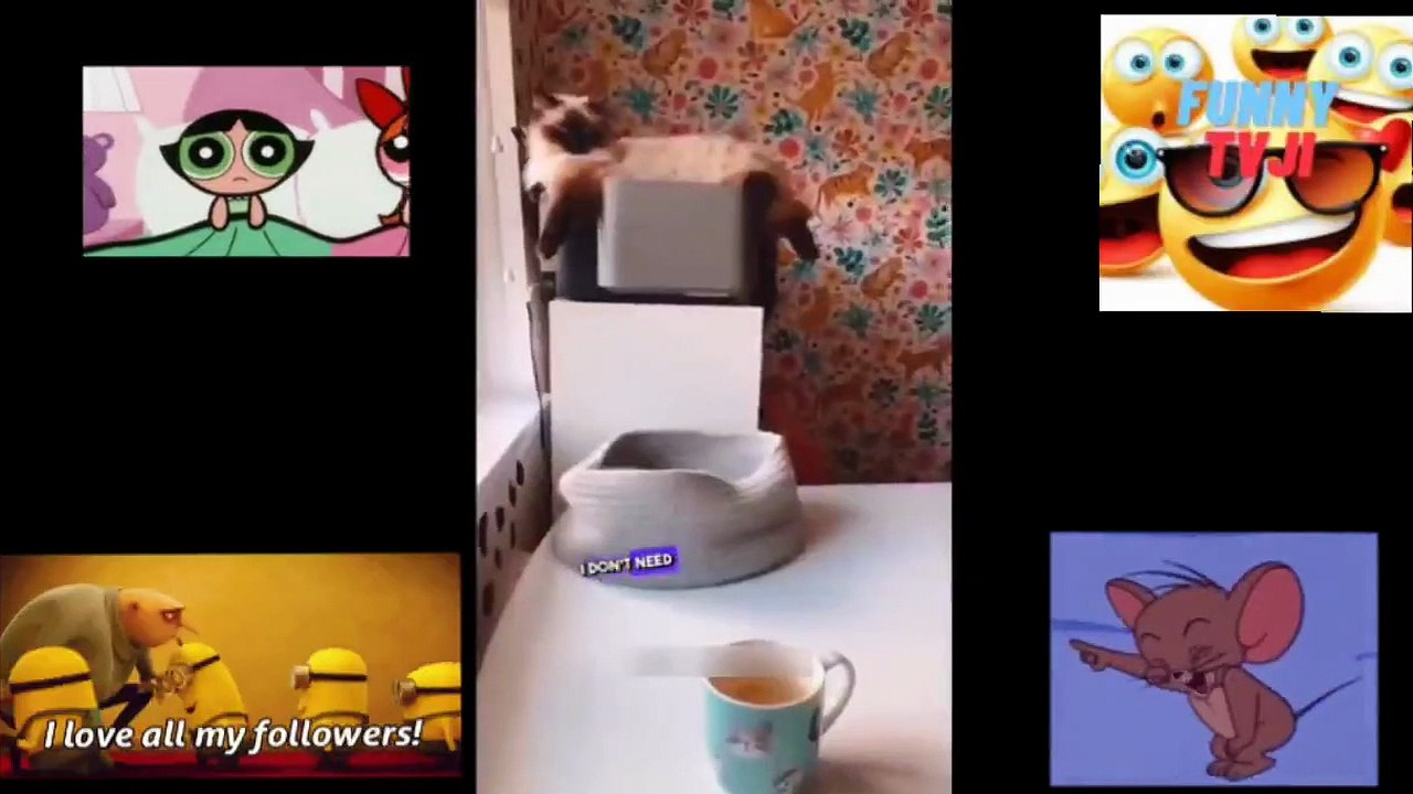 FUNNY CRAZY ANIMALS 65