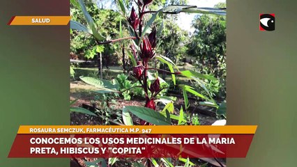 Rosaura Semczuk, farmacéutica, habló acerca de los usos medicinales de plantas como: maria preta, hibiscus y "copita"