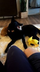 Corgi Takes A Nap In Gaping Maw Of A Gentle Beast