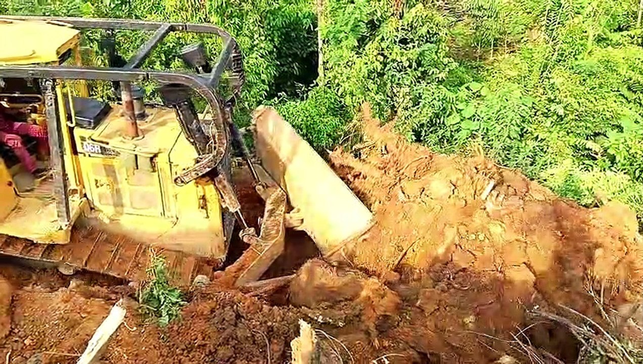 Bulldozers Create Accessible Routes in Oil Palm Plantations