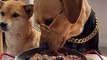 Schattige hondenavonturen: Een kleine hond en zijn grote vriend met een bril op (SnapDouyin - snapdouyin.app)
