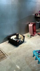 Son Found Sleeping With the Dogs