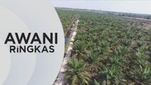 AWANI Ringkas: Cuaca panas pacu harga minyak sawit Malaysia