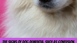 The signs of dog dementia, such as confusion, disorientation, and changes in behavior, serve as a poignant reminder of the fleeting nature of time. As dog lovers, we are faced with the challenge of providing compas