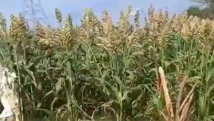 ఆదిలాబాద్: రైతులకు తీపి కబురు చెప్పిన ప్రభుత్వం..!