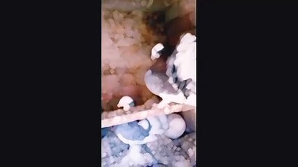 Élever et entraîner des pigeons voyageurs : Dailymotion video