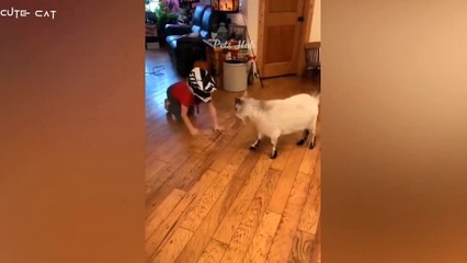 Cute cat funny comedy video