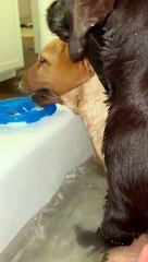 When Your Puppies Won't Let You Bathe in Peace