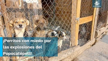 Refugio de animales pide ayuda ante posible evacuación por actividad del Popocatépetl