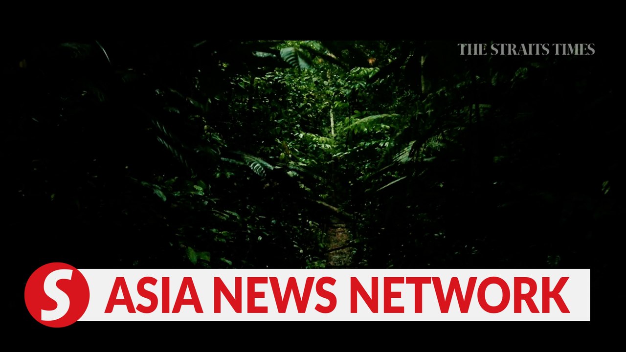 The Straits Times | How to stay safe when trekking Singapore's nature trails