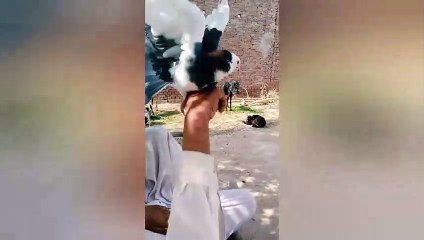 Pigeon racing ready steady go dailymotion video