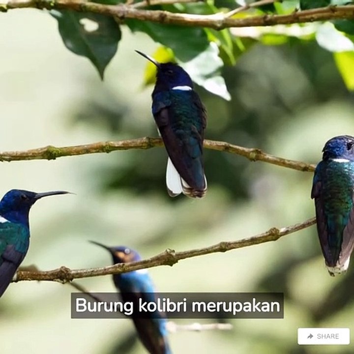 10 fakta unik hewan yang harus kamu ketahui