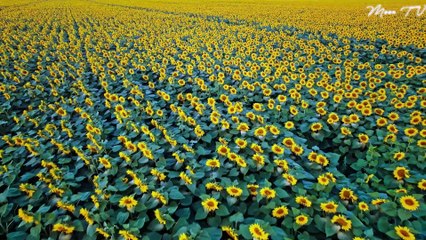 Healing Music for Inner Healing