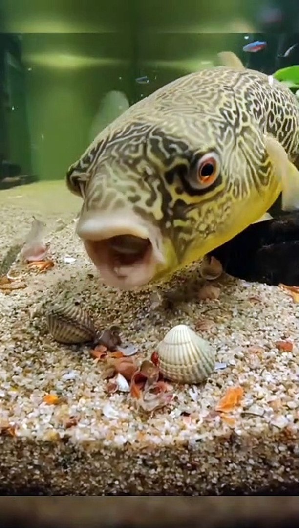 ⁣Fish Eating Seashell | Hungary Fish | Animals Funny Moments | | Cute Pets | Funny Animals #fish