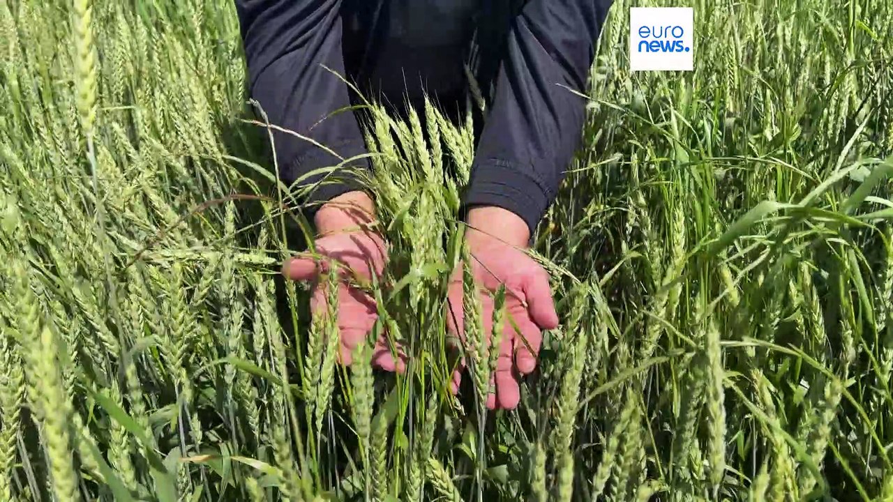 Russische Handelspolitik macht georgische Landwirtschaft kaputt