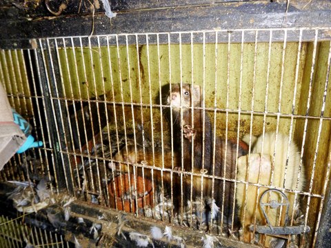 Shocking bodycam video shows 167 animals crammed in cages at filthy house