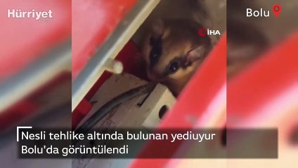 Nesli tehlike altında bulunan yediuyur Bolu'da görüntülendi