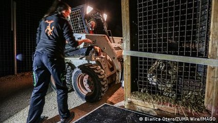 Wildlife Smuggling in Spain: A Growing Threat to Protected Animals 🐾