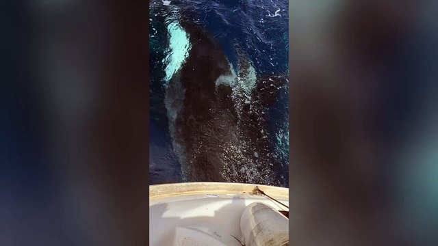 British couple relive terrifying moment they were attacked - by killer whales