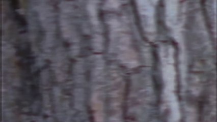 Seinabo Sey - ROMEO (Visualizer)