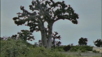 Seinabo Sey - HEAVY (Visualizer)