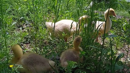 Kaz yavruları otluyor..