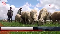Yozgat'ta 16 bin liraya çalışacak çoban bulamıyor