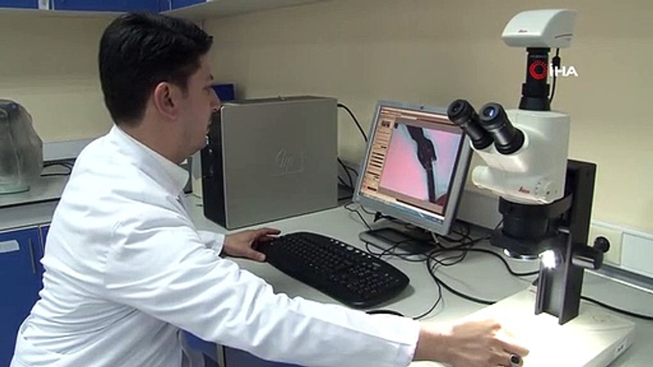 Kafkas Semenderi'nin ölümüne neden olan mantar hastalığı Doğu Karadeniz'de yok