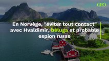 Hvaldimir, ce béluga et probable espion russe avec lequel il faut éviter tout contact en Norvège
