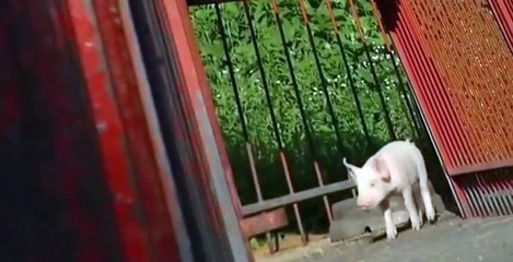 Fetch! with Ruff Ruffman Fetch with Ruff Ruffman S04 E004