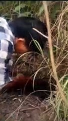 trải nghiệm giữa rừng cua đá thơm ngon mời bạn ăn nha