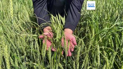 Georgia| Los agricultores no logran vender su trigo, cuyo precio está por debajo del precio de coste