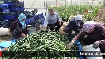 Tokat'ta seralarda salatalık hasadı başladı