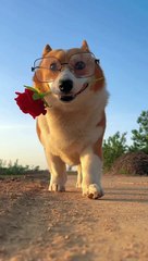 Cutes dogs | Cutest dog in the world | Cute dogs clips2023