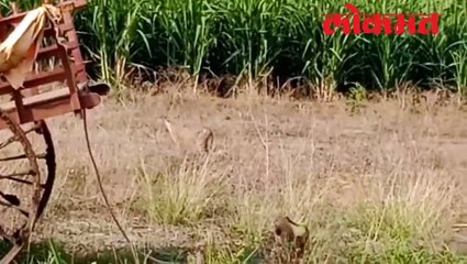 परभणी जिल्ह्यातील पाथरी तालुक्याच्या सिमुरगव्हाण शिवारात बिबट्याचा मुक्त वावर....