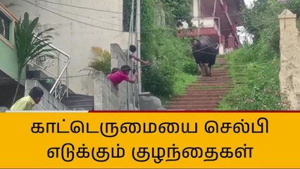 நீலகிரி: குடியிருப்பு பகுதியில் உலா வரும் ஒற்றைக் காட்டெருமை