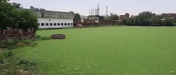 जलकुंभी की चपेट में फिर से आया गायत्री तालाब