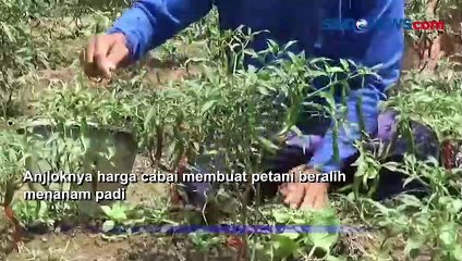 Petani di Muarojambi Menjerit, Harga Cabai Anjlok Rp8 Ribu Per Kilogram