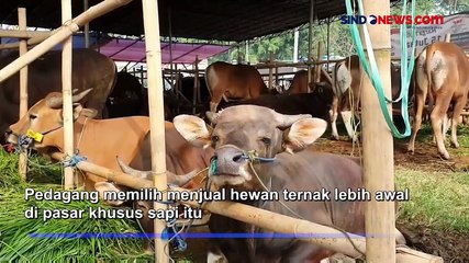 Tải video: Penjualan Hewan Kurban Mulai Marak di Jakarta, 1 Bulan Jelang Idul Adha