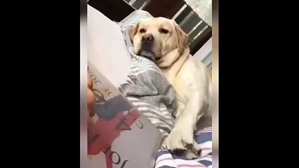 New Funny Videos 2023  Cutest Cats and Dogs  Part 102