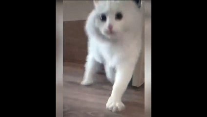 New Funny Videos 2023  Cutest Cats and Dogs  Part 104