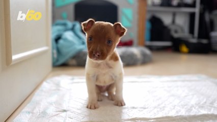 How to Maintain a Strong Bond Between You and Your Dog