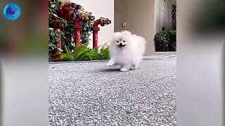 Cute Minutes -  Funny Puppy Videos