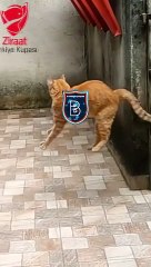 Başakşehir'in kedi videolu göndermesine jet hızında cevap! Fenerbahçe, taraftarını kırdı geçirdi