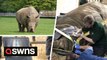 A 2,100kg southern white rhino had a 'dental check-up' - which required the assistance of more than 20 zoo keepers