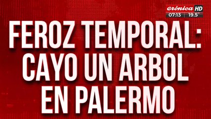 Feroz temporal: cayó un árbol en Palermo